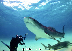 tiger shark posing for UW photographer by Albert Kok 